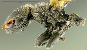 Media type: image; Entomology 21089   Aspect: habitus lateral view